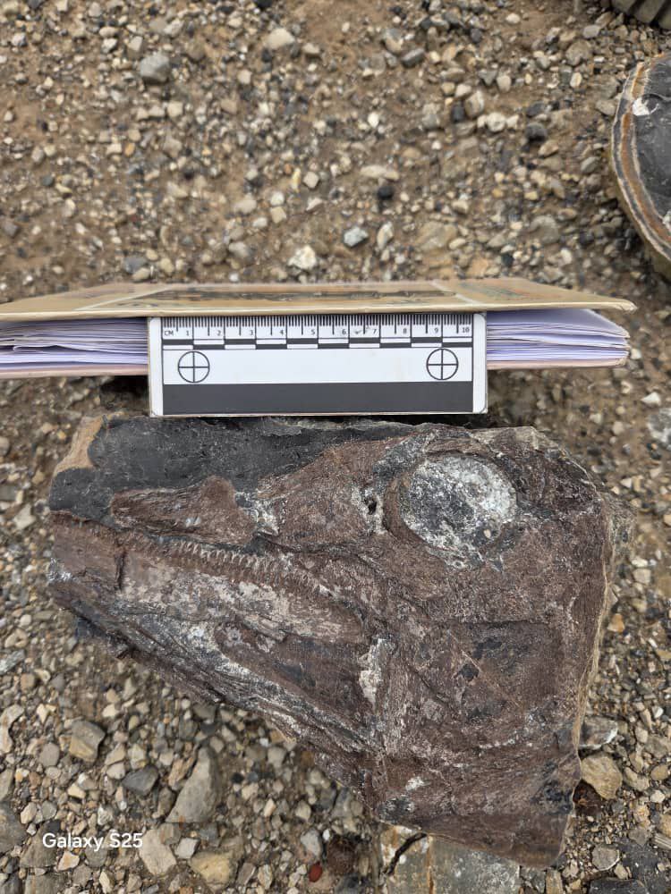 photo_5148029453068864293_y